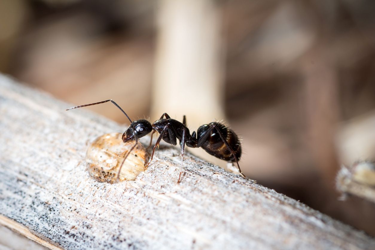 DIY vs. Professional Ant Control 
Alt Text: A red fire ant on a plant stem with its jaws open. (Source)

How can you tell when a pest problem becomes too big to handle on your own? It isn’t always easy to appreciate the scale of an infestation, especially when it comes to ants. Without an expert approach to ant exterminating, these highly coordinated creatures can reform or even expand their colony to infest new rooms in your home, appearing seemingly out of nowhere. 

When it comes to ant control, there’s a big difference between DIY products and the professional expertise of a company like Hulett. With over 50 years of experience and training from a board-certified entomologist, Hulett’s certified technicians don’t guess — they deliver proven, customized solutions that actually work, unlike the hit-or-miss results of DIY gimmicks.

[H2] Understanding Ant Infestations

Ant infestations can be among the most complicated to deal with without professional ant treatment. With intricate social structures, massive population sizes, and a high level of coordination, they come in force when ants infest.

[H3] The Main Types of Ants in Florida

There is a wide range of ants present in Florida, with a mix of both native ants as well as invasive species that have established themselves. While there are dozens of different types you are likely to find, the most common and most problematic ants in Florida include:

●	Ghost ants. These can appear in seemingly impossible places. Pale, tiny, and common in Florida, they can squeeze through even tightly sealed food containers to reach the nutrients inside.
●	Carpenter ants. Carpenter ants don’t consume wood like termites, but they do nest in wood that has been previously damaged by moisture, mold, or even termites. As a result, carpenter ants are not only a nuisance — they can also be a warning sign of a more serious underlying problem.
●	Red imported fire ants. As their name suggests, these ants aren’t from around here. Originally introduced to the U.S. in the 1930s, most likely catching a ride in the soil used as ballast for ships, these ants have few natural predators in Florida. This allows them to fully embrace their already aggressive behavior, and they will not hesitate to bite you with multiple painful stings.
●	Big Headed Ants Among the biggest threats to Florida homeowners, they form massive supercolonies so big that they often have multiple queens, and they are remarkably hard to eliminate due to their population size. This is an ant that certainly requires professional ant killers.

[H3] How Ants Get Into Your Home

Alt Text: A carpenter ant chews on a piece of wooden siding from a home. (Source)

No matter the species, every ant scout you see is looking for the same three things: food, water, and a potential place to shelter. The main difference between them is where these sources of sustenance are located.

Carpenter ants, for example, will target cracks, gaps, and vulnerable areas of rotting wood in your home’s exterior to create an entry point. Other ants may catch a ride inside on firewood, furniture, pets, or even your clothing. The key thing to remember is that the scouts alone are not a sign of an infestation, but if they return to their colony, one is likely to follow.

[H2] Common Approaches for DIY Ant Control

At-home pest control has its limitations. In the right scenarios and with the right strategies, you can slow or stop a small ant problem before it grows. Ants scouting inside your home are a precursor to an infestation, so your goal should be to eliminate them before they return to the nest to alert the others. These ant explorers leave pheromone trails behind them as they travel, forming a path for others to follow. What seems like a minor ant problem now can quickly spiral out of control without professional intervention.

You can disrupt this process in one of two ways:

●	Eliminate any scouts you find. This isn’t as easy as it may seem and is certainly not a long-term solution. Ant colonies will routinely send out scouts into your home, and killing just one isn’t enough to stop a pending infestation. Professional grade repellents are the key to keep the scouts away.
●	Disrupt their scented trails. Ants are highly sensitive to smell, an adaptation that has made them highly effective at scouting and foraging. You can use this against them by treating areas where you’ve seen ants before with soapy water or a vinegar solution. This will cover up the scent they use to navigate, making it harder for them to come inside. While DIY methods may provide short-term relief, professionals use targeted baiting strategies to eliminate the nest at its source — ensuring long-lasting, effective results.

[H3] Where At-Home Ant Control Falls Short

On-sight elimination of scouts and disrupting trails can only go so far. Ant infestations can slowly expand in your walls, allowing them to appear in one room one day, only to be seen all the way across your home the next.

Ghost ants and Pharaoh Ants can be particularly difficult to address on your own because of a behavior called “budding.” When disturbed, the ants will scatter in different directions. From there, these separated groups can start new offshoot colonies, effectively doubling your pest problem and making it even more difficult to address without professional residential or commercial ant control services.

[H2] How Professional Ant Control Services Can Make a Difference

Professional pest control goes a step beyond DIY ant control methods. Hulett Environmental Services takes an integrated pest management, IPM, approach. This focuses on long-term solutions to pest problems through a combination of biological, physical, and chemical methods to create a highly effective and environmentally conscious plan.

Our thorough inspection process helps us pinpoint the source of the infestation, even if the colony is far away from where the ants appear. From there, we use specialized ant baits that allow the ants to take the treatment back to the colony itself for lasting pest control effectiveness.

Just call Hulett to schedule your free ant inspection today and get the best ant treatments with long-lasting protection for your home. Coupled with exclusion methods and routine visits, you can enjoy comprehensive ant protection for your home all year.