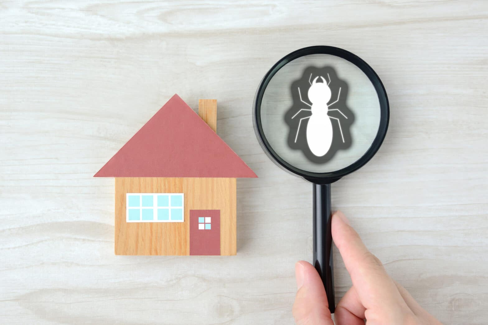Graphic of a termite under a magnifying glass near a scaled-down home.