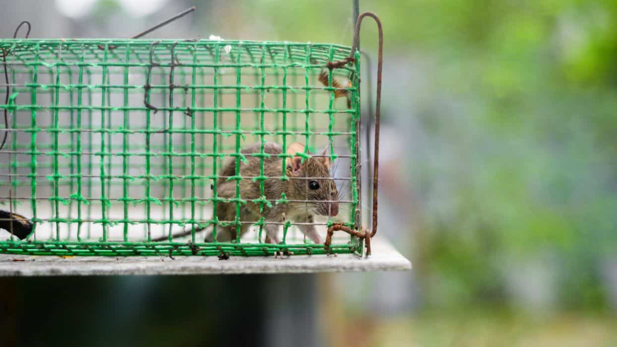 House rat trapped inside the metal mesh rat trap cage.