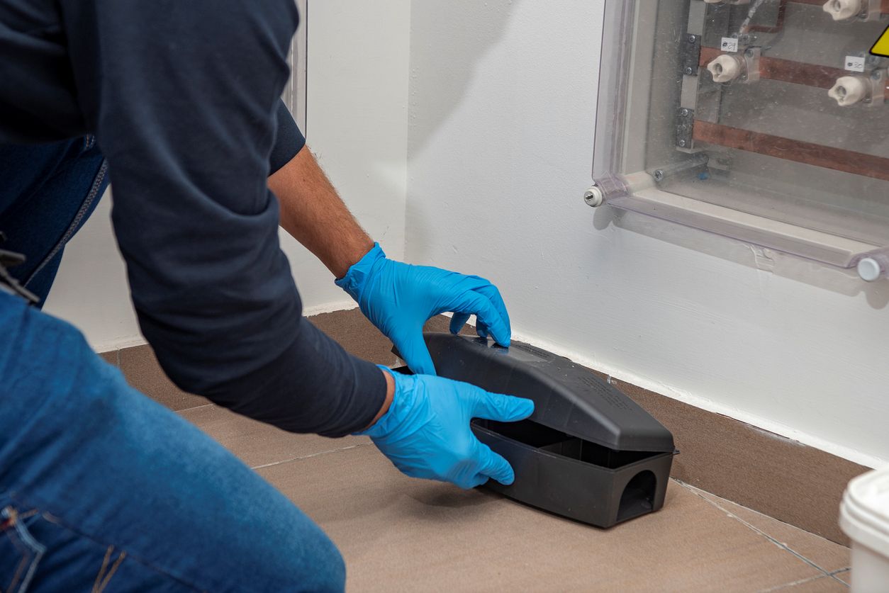 A professional technician in blue rubber gloves places a rodent monitoring station against a wall.