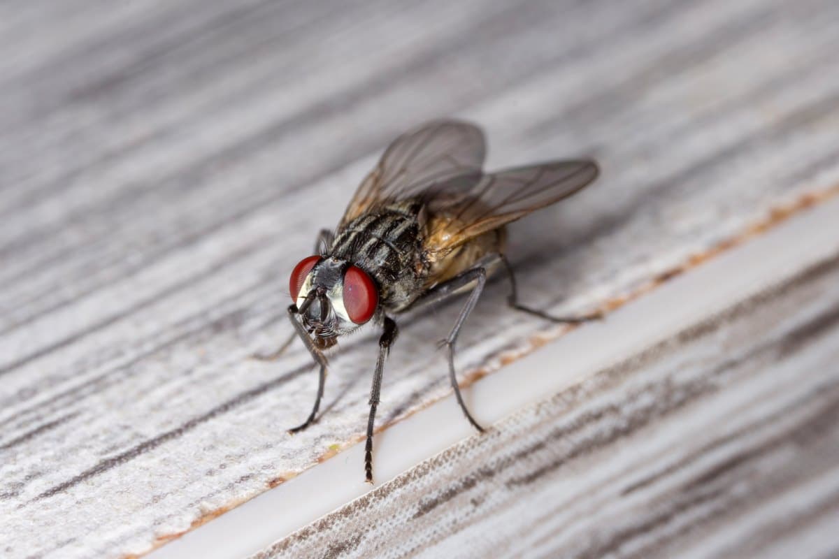 The housefly Musca domestica. Common and burdensome insect in homes