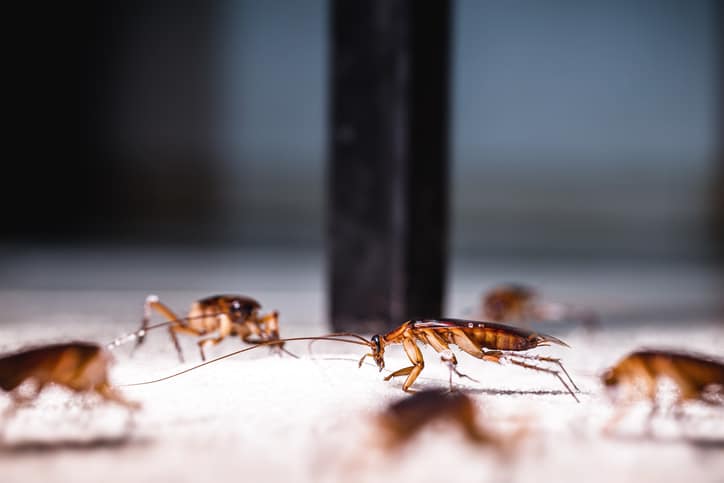 A group of American Cockroaches on the move