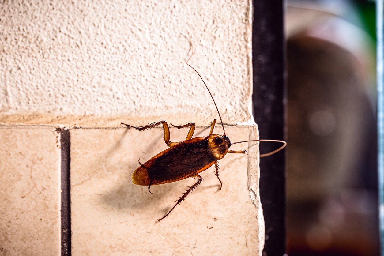 A cockroach crawls on the corner of a wall.