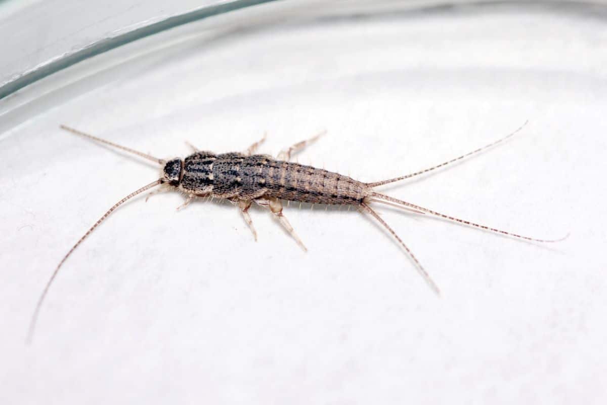 Banded silverfish - Thermobia domestica, lateral view, a common household pest.