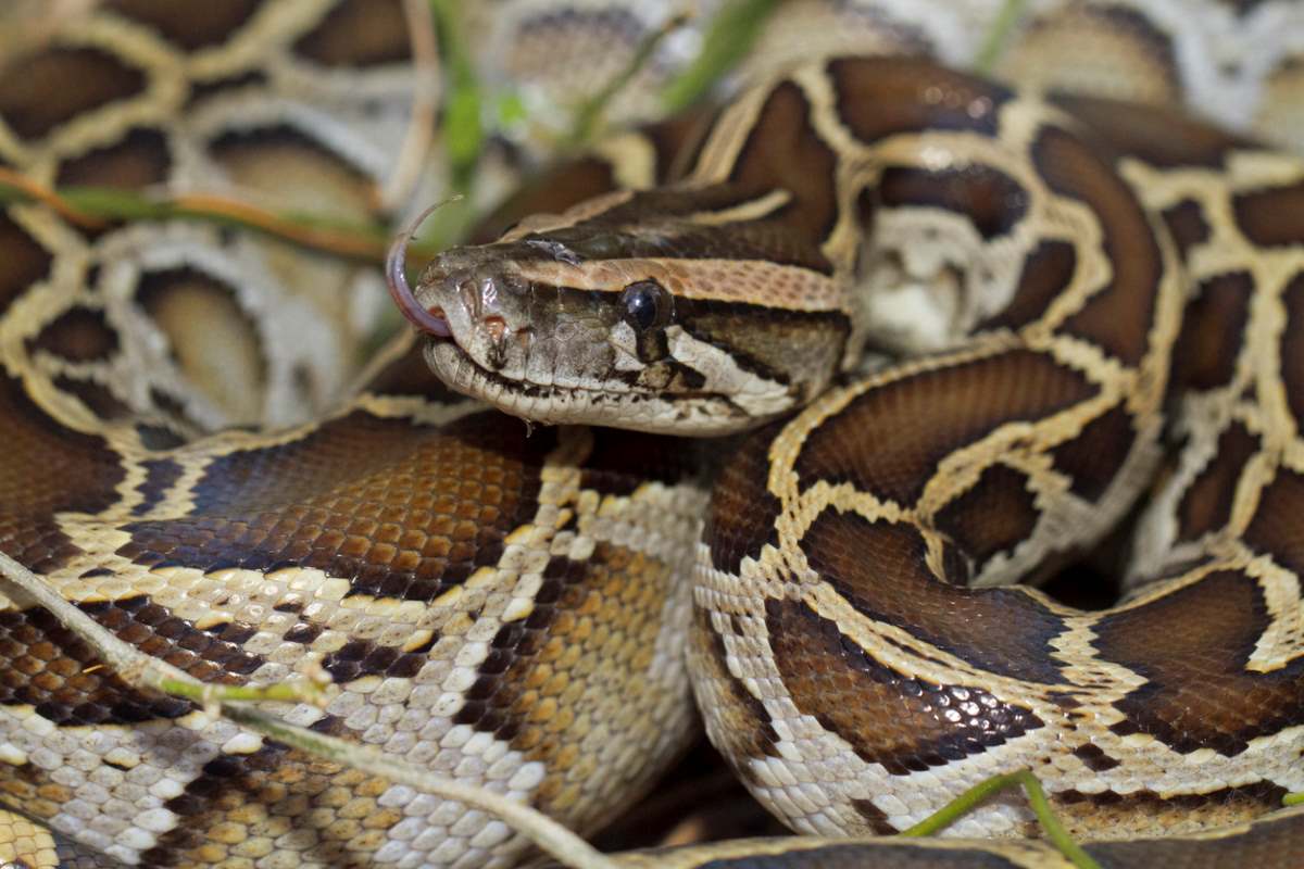  A Burmese python sits with its body coiled and tongue out