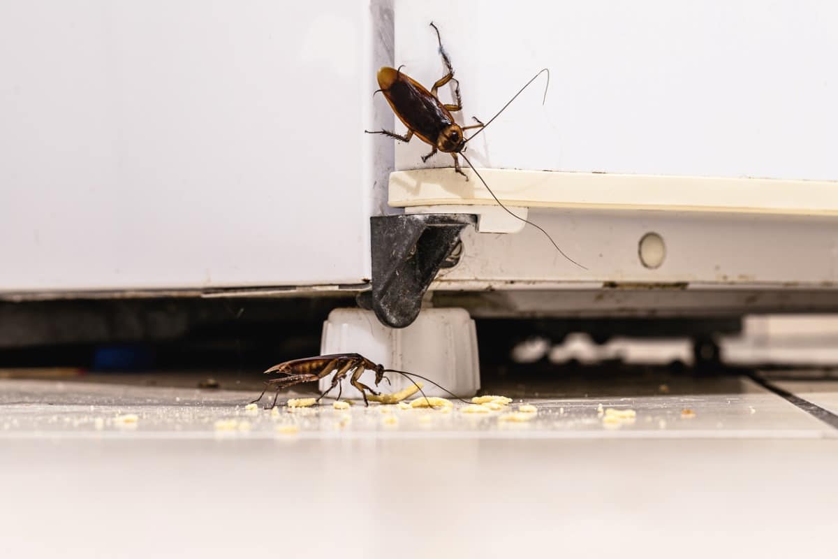 Cockroach infestation inside a kitchen, dirty fridge and unhygienic kitchen.