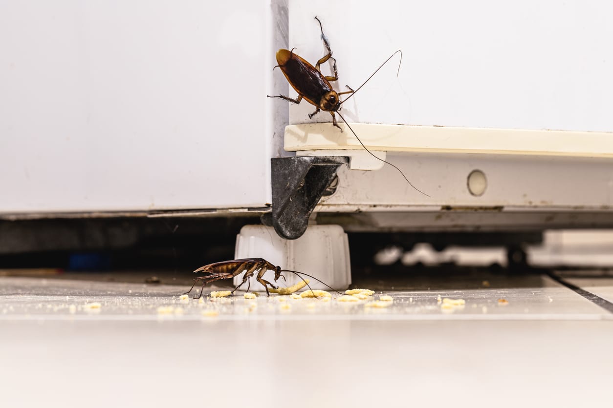 Two cockroaches eating food scraps off the floor near the base of a refrigerator.