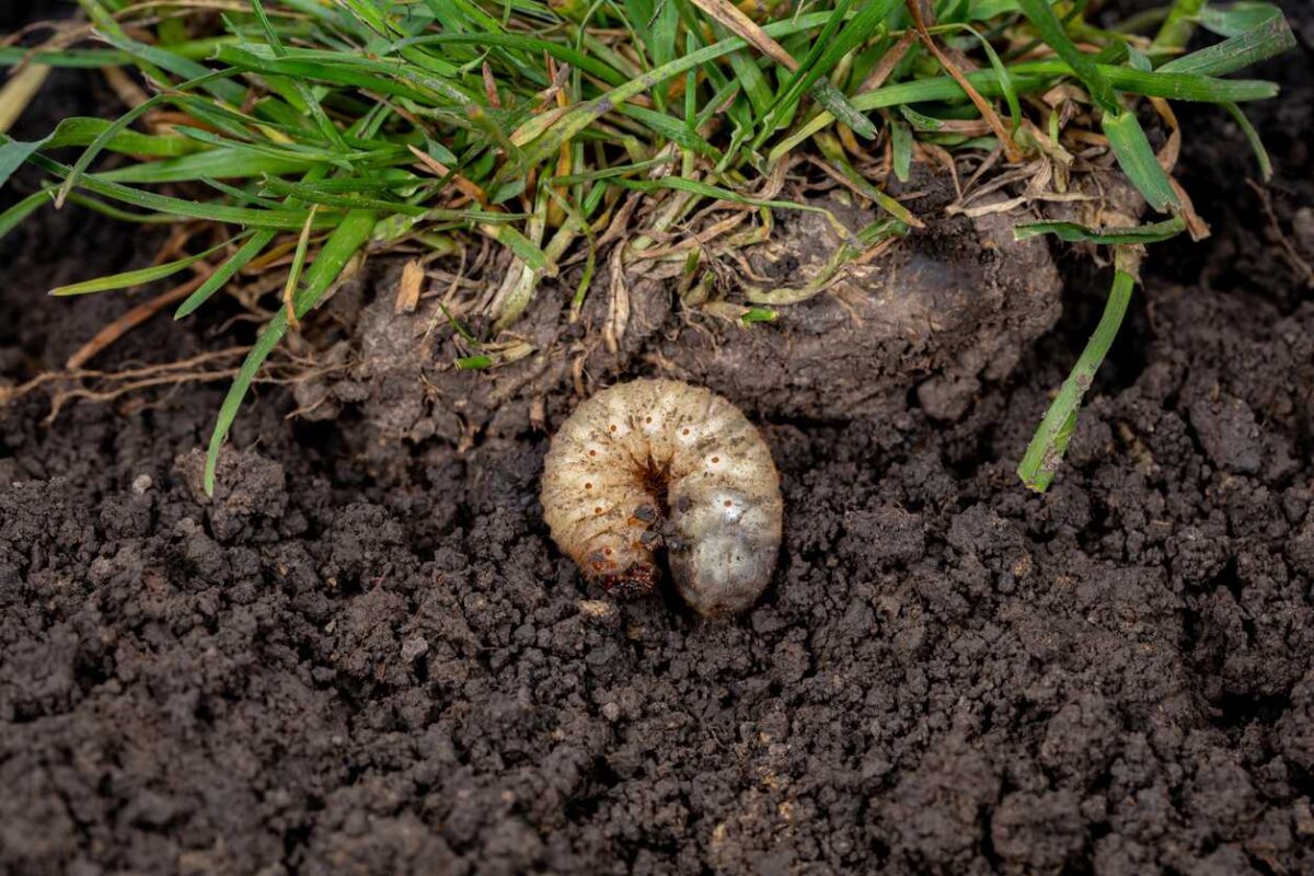A white grub in the moist soil of a residential lawn.