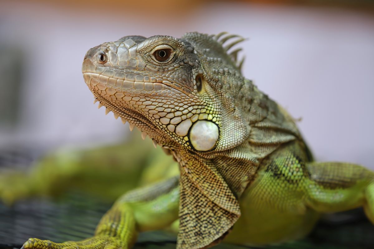 A green iguana on a black table with its head in the air.