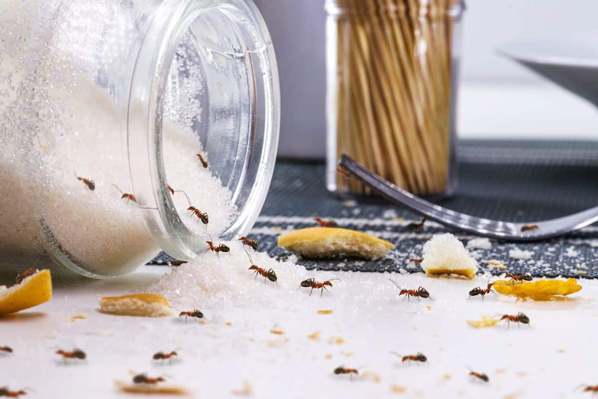 Ants crawling all over table sugar.