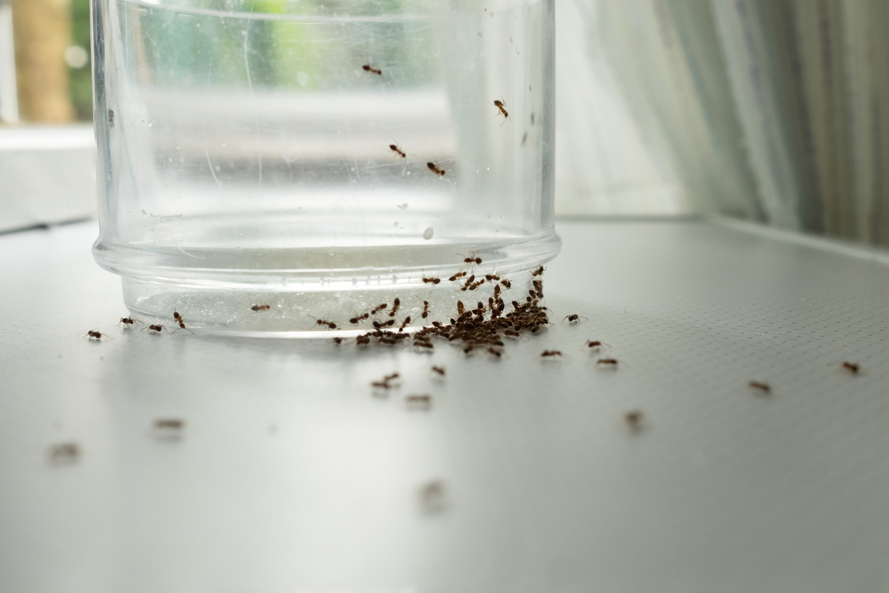 Ants gathering around a glass