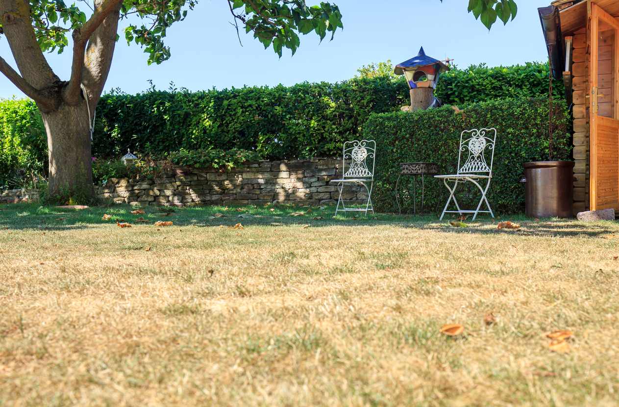 Lawn in garden dry and dead.