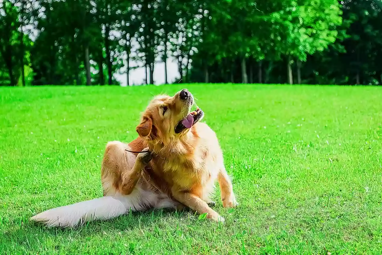 labrador dog sits in the meadow, scratches his torso with his feet.