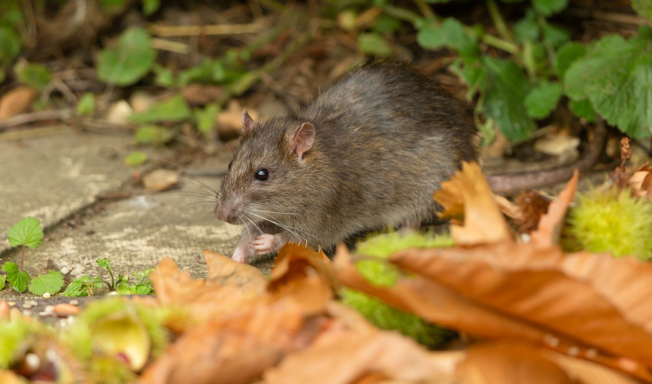 A wild brown rat outside with fall leaves on the ground.