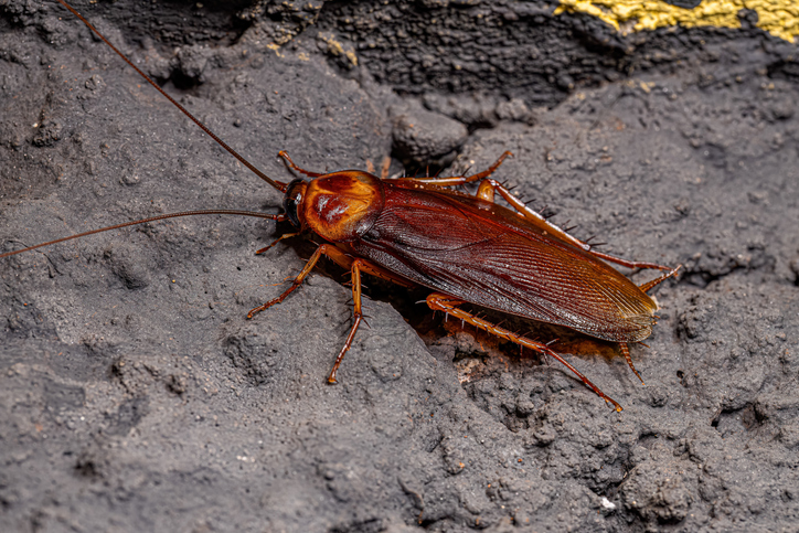American cockroach on a rock