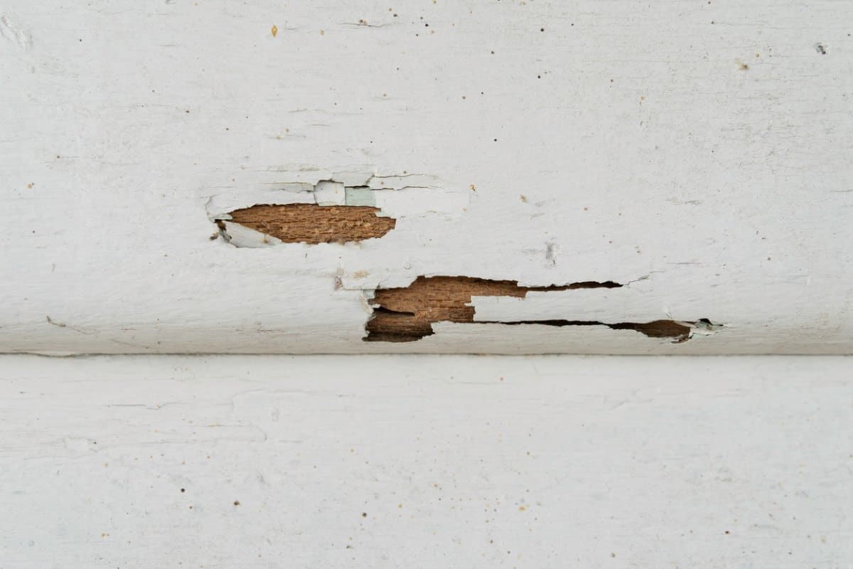 Close-up view of the termites damage on the house wall.