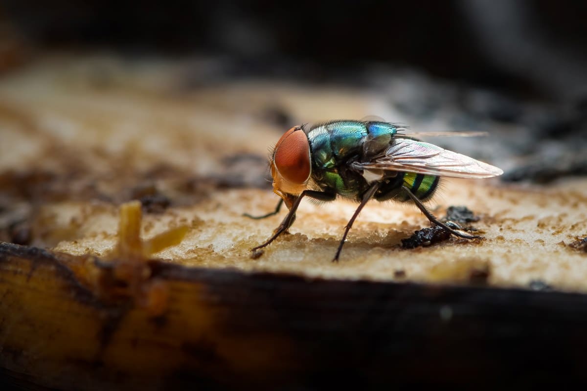 Green housefly using its labellum to eat a banana