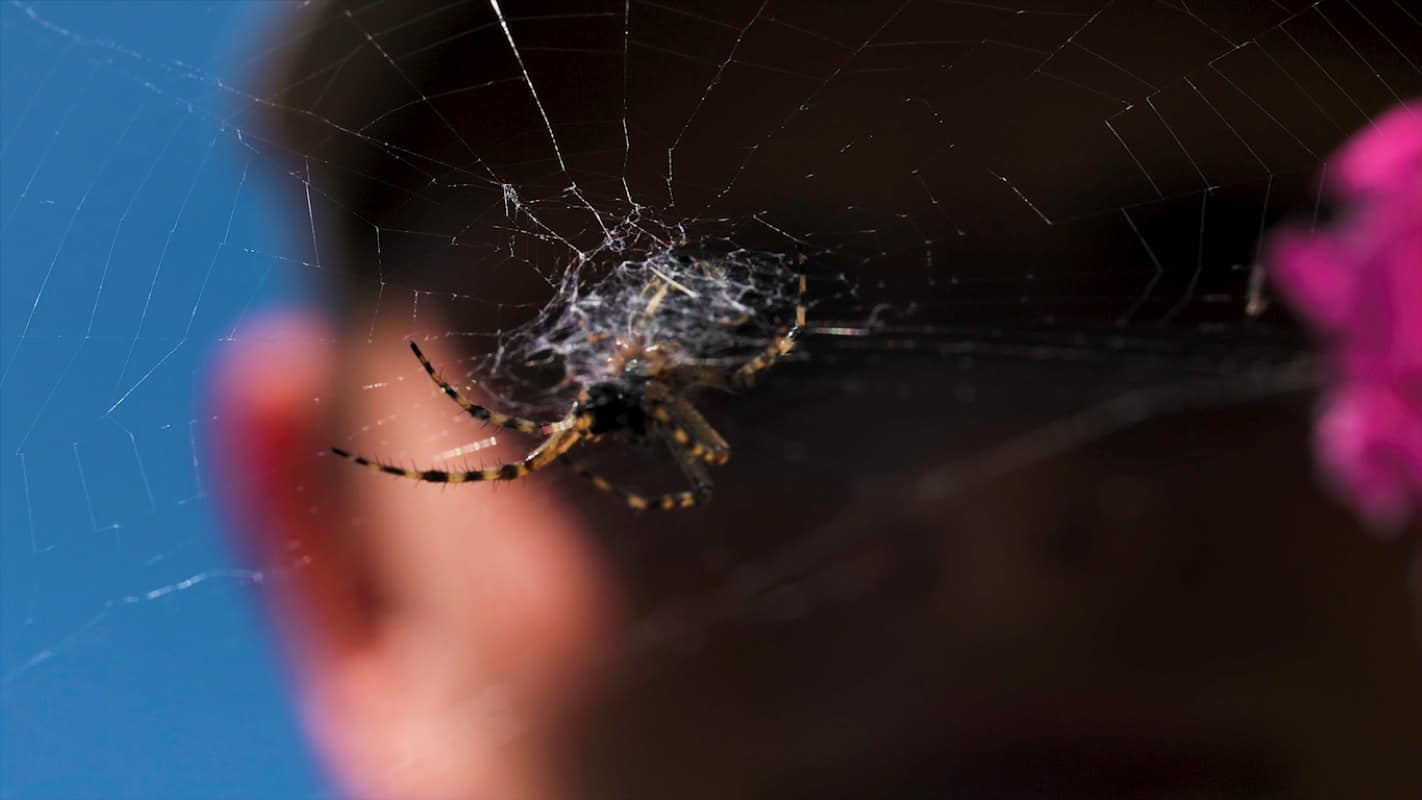 Spider on a web