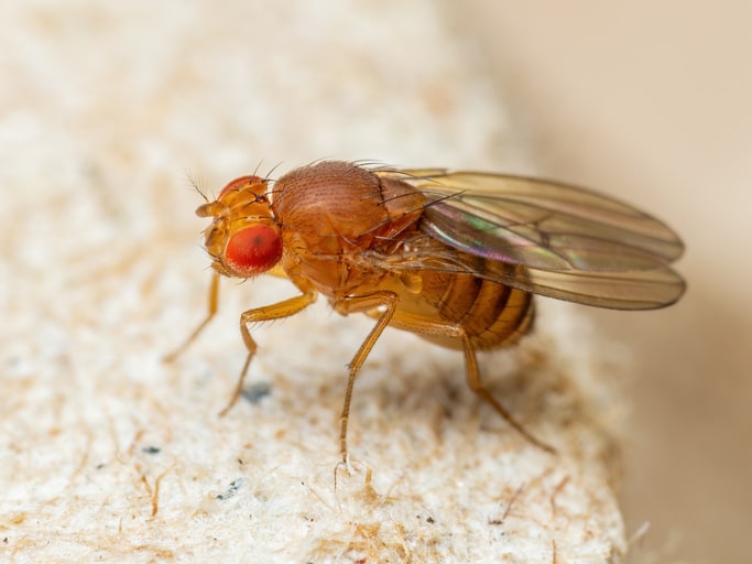 Close-up of a fruit fly