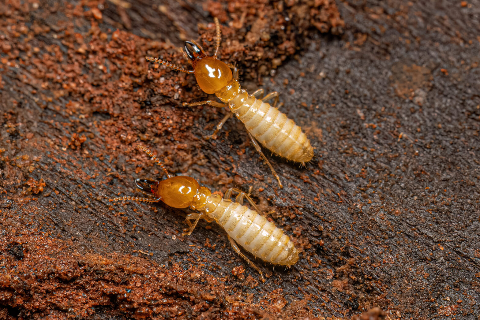Small Typical Termite Insect crawling on the ground looking for wood.