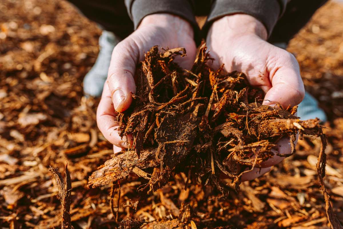 mans hand holding some termite treated mulch