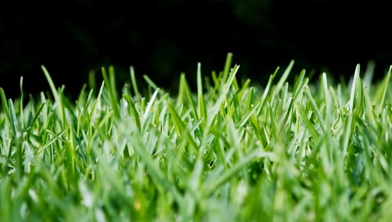 A close up photo of green grass with a black background