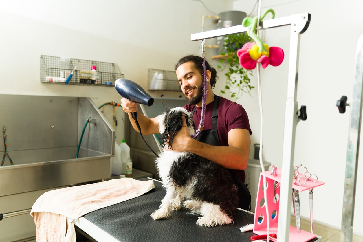 Young man working as a pet groomer drying a small dog