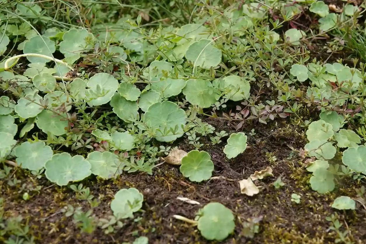 Natural close-up on the round-leaved pennywort marsh plant.