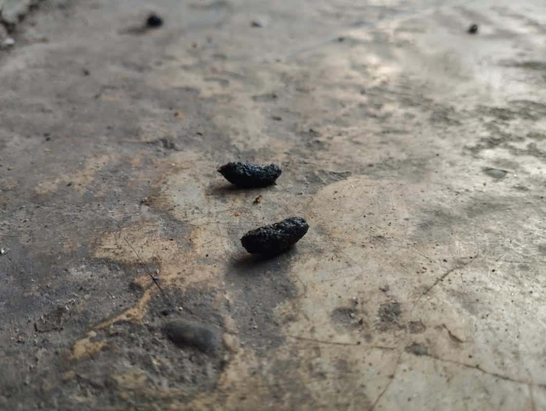 Couple of Rat droppings on a concrete floor