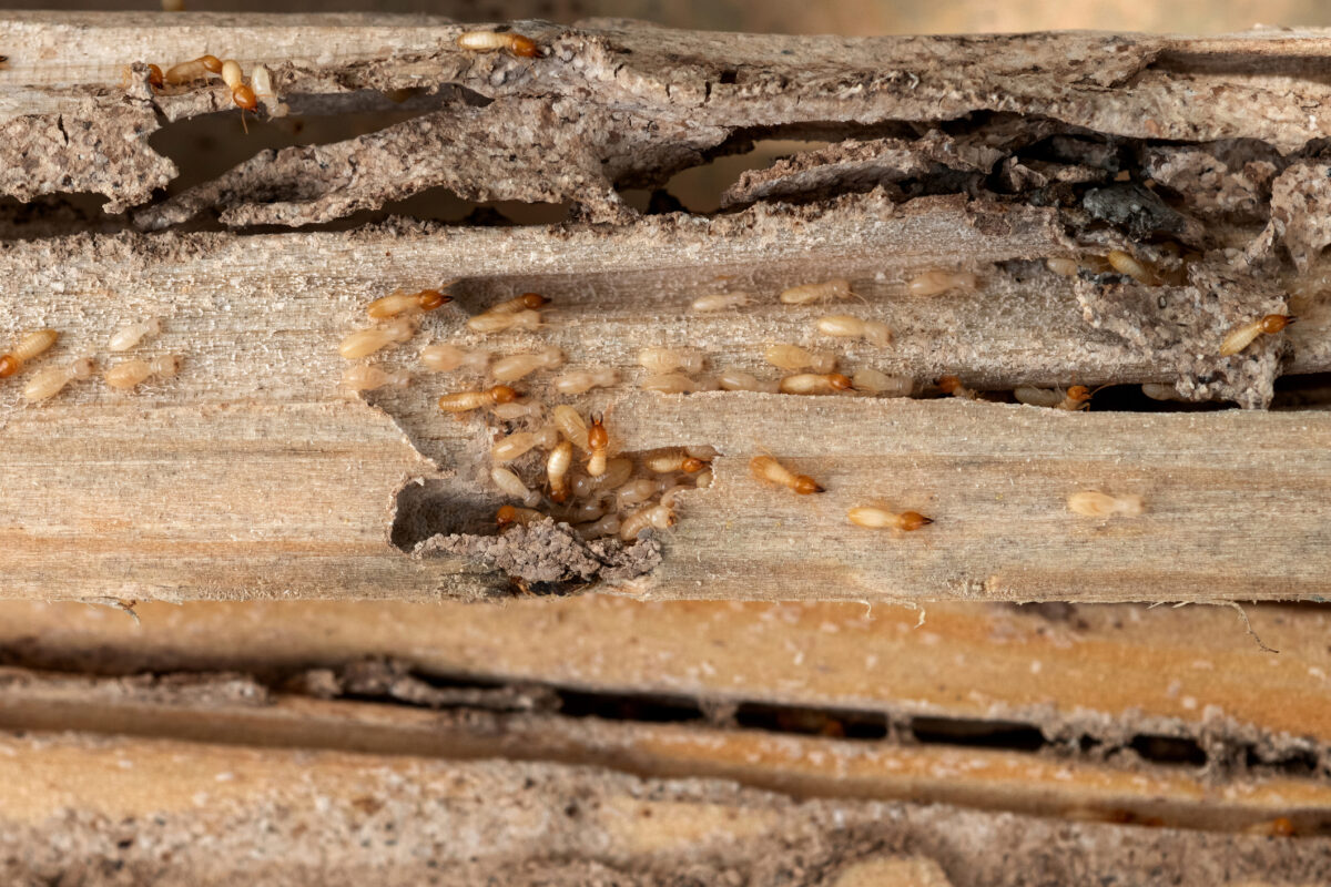 Termite Infested Wood: How to Identify and Treat It Effectively