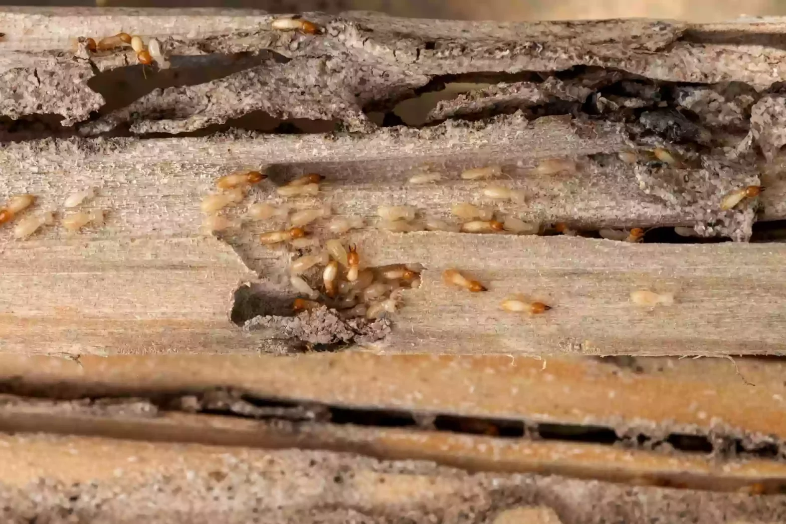 Group of the small termite destroy timber, termites eat wood and destroy buildings