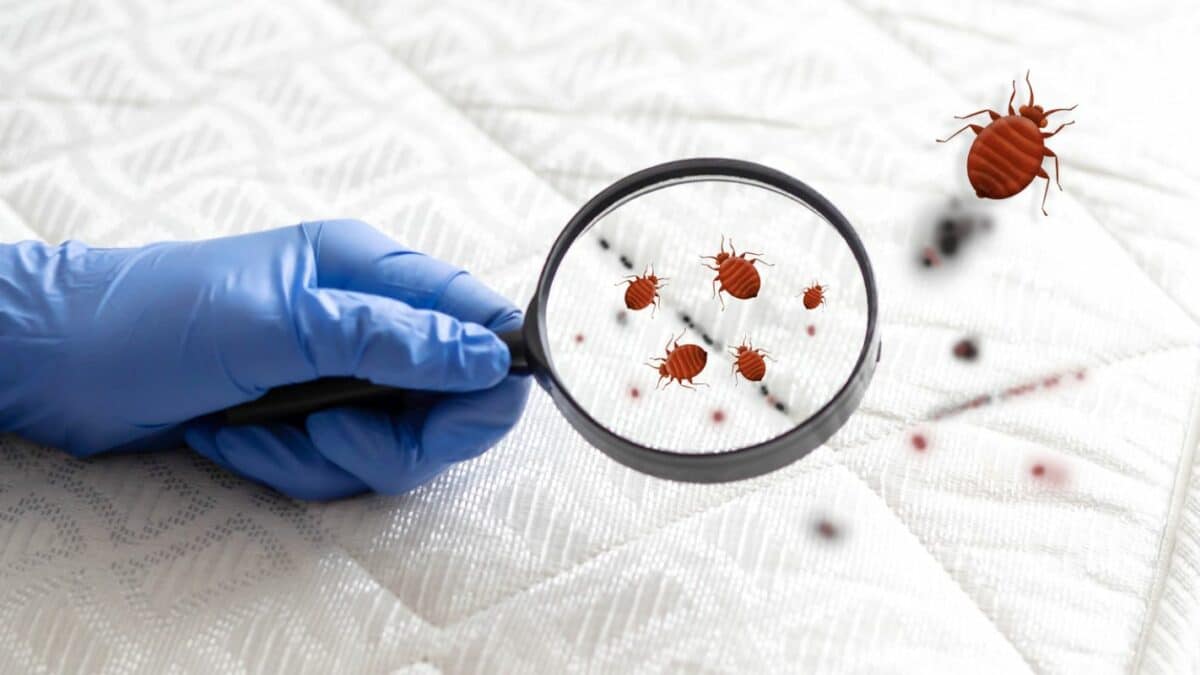 How To Avoid Bed Bugs In Hotels And Airports Hulett Environmental how-to-avoid-bed-bugs-in-hotels-and-airports-hulett-environmental