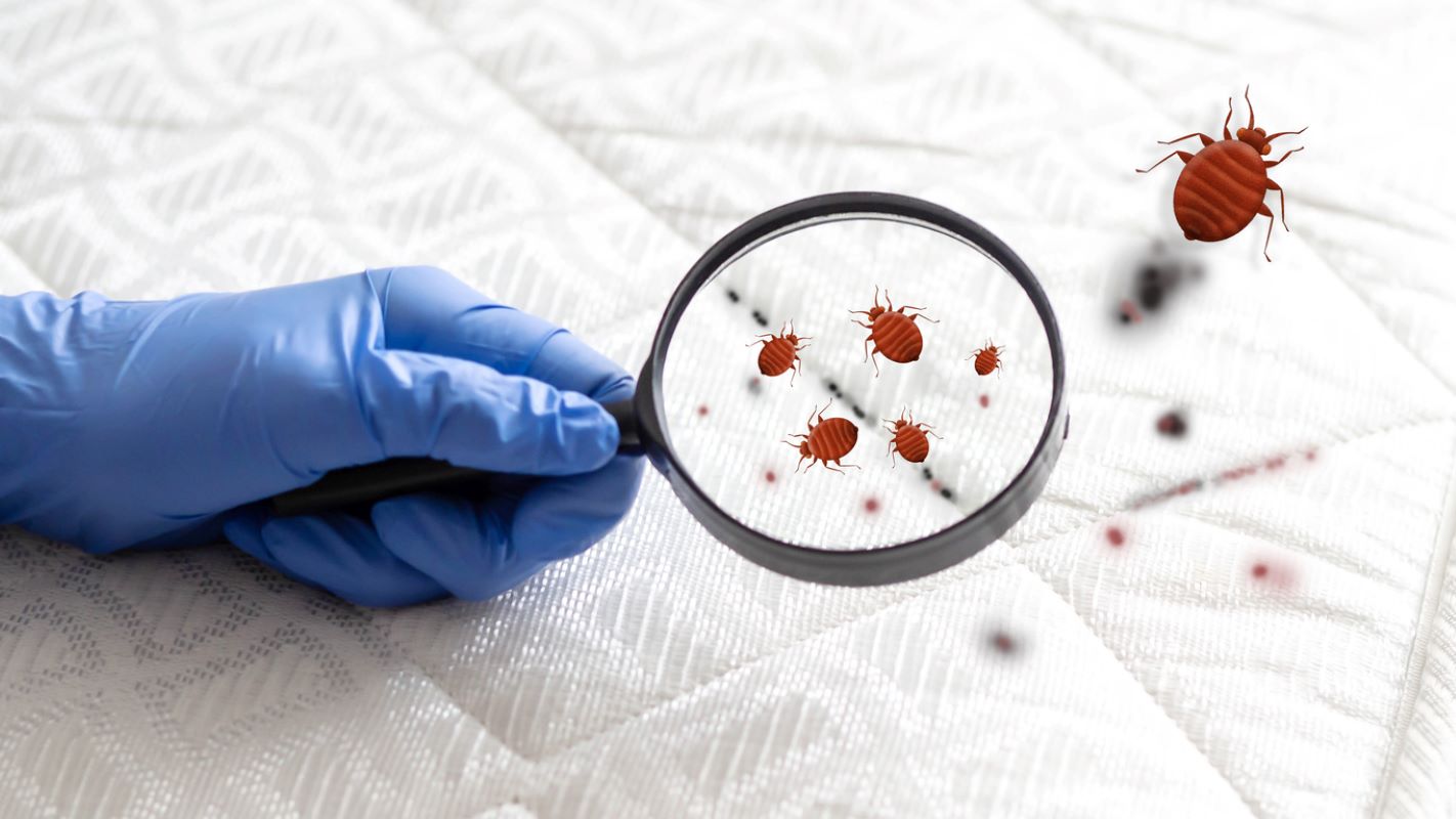 The spread of bedbugs on the bed. Black and bloody spots of bedbugs on the bed. Through a magnifying glass, a hand examines a mattress with insects.