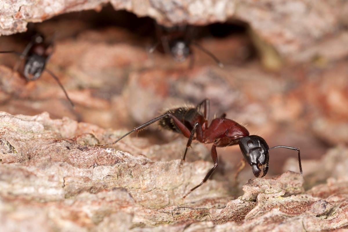 Zoomed in photo of a Carpenter ant crawling around on a piece of wood