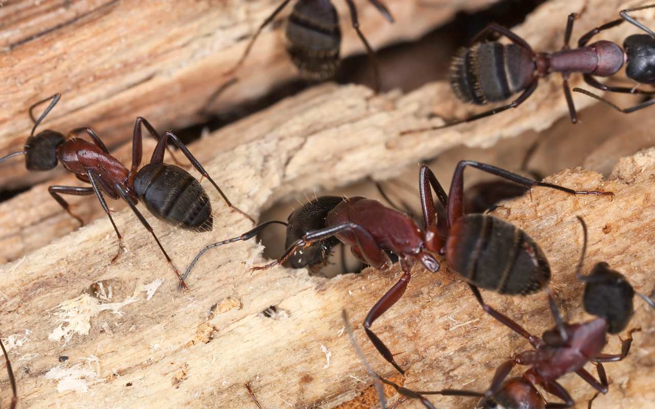 Carpenter ants crawling on a piece of wood.