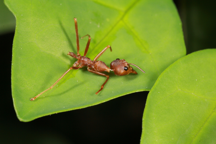 Crazy ant on a leaf
