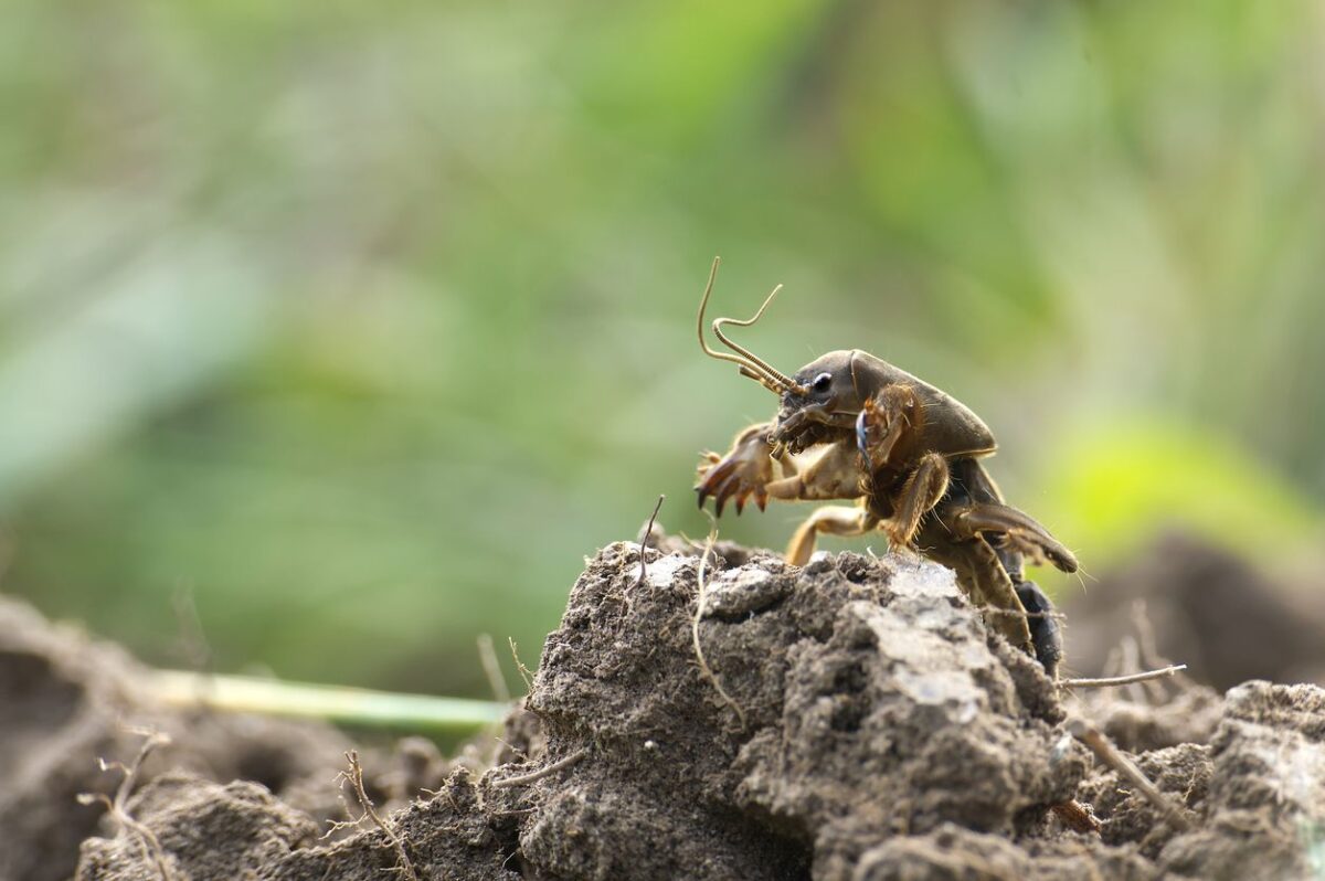 European mole cricket