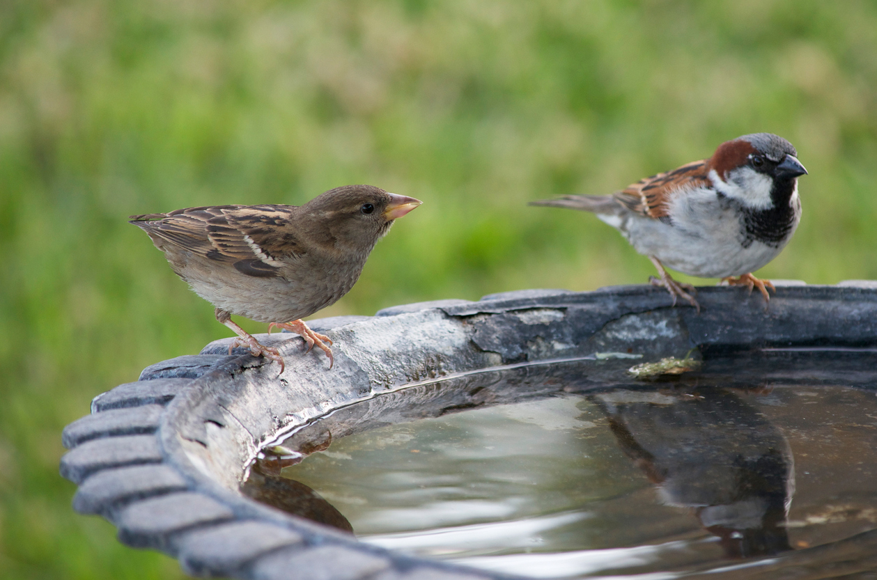 A bird bath with two birds standing by the water.