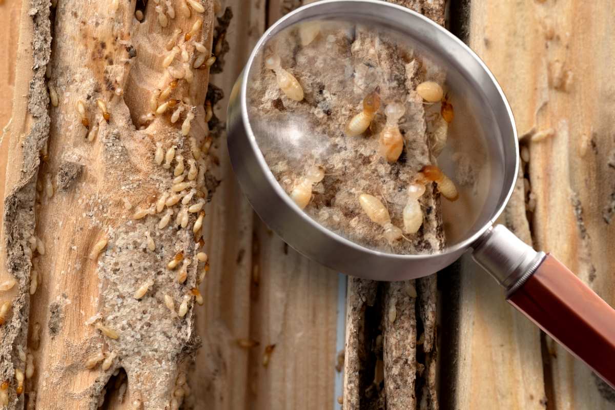 Group of the small termite destroy timber, magnifying glass shows an enlarged image