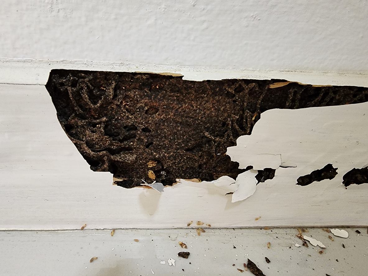 Termite causes severe damage to buildings and houses build a small nest