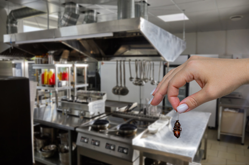 Female hand holding dead cockroach over blurred background of restaurant kitchen