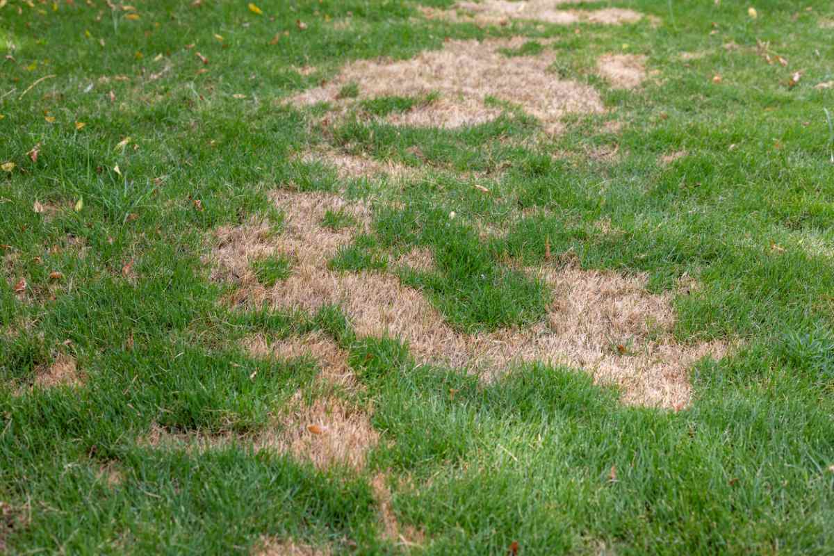  A patch of brown dead grass indicates a fungal infection. 