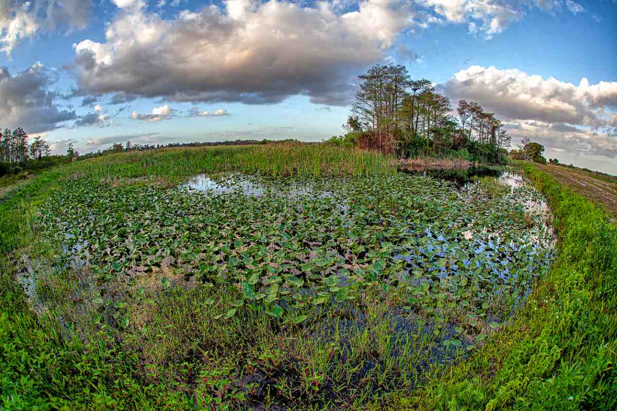 A view of the Florida Everglades of calm teal water.