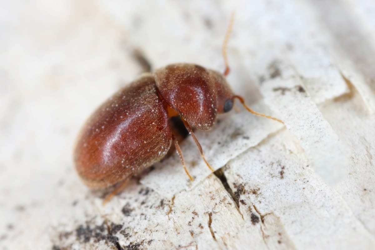 Cigarette or tobacco beetle crawling on a white surface