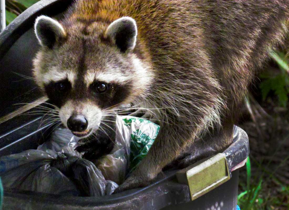 Racoon Close Up Digging Through A Garbage Can