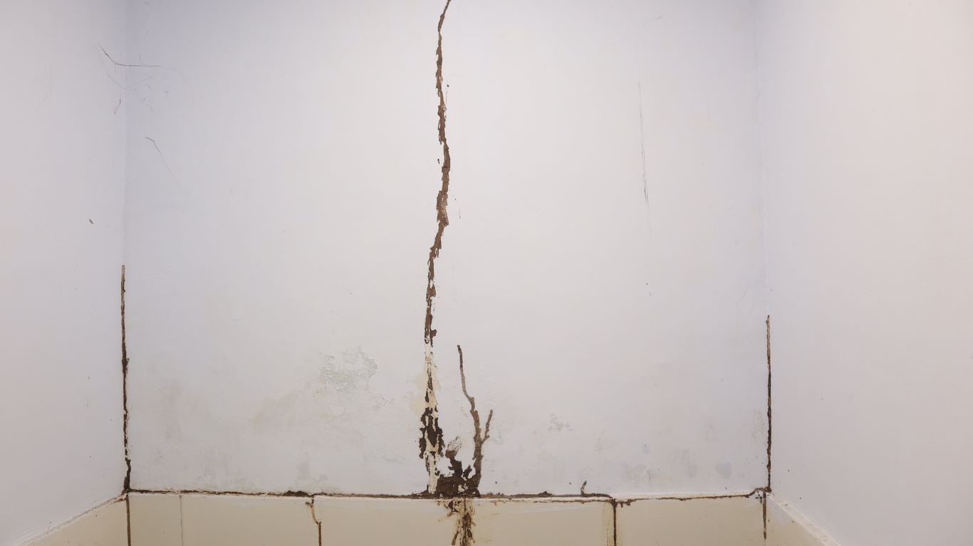 Termites build mud tubes