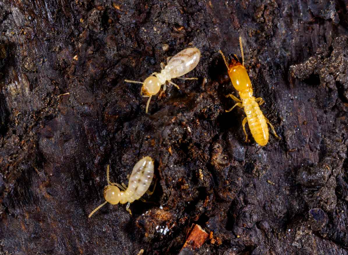 Subterranean termites living under rotten wood on an old tree stump