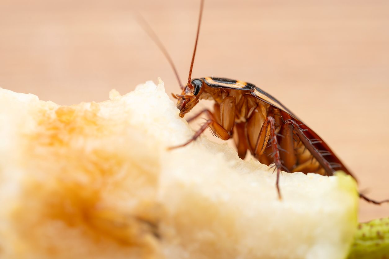 A cockroach eating food in the house