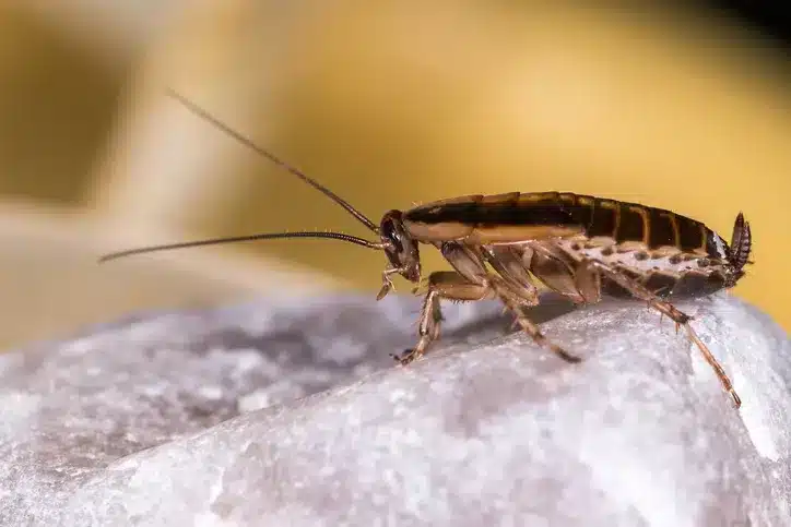 German cockroach on a rock