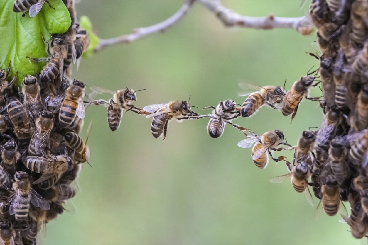 A swarm of bees works together while migrating colonies.